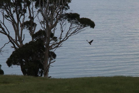 Penguin Seaside Farm - Hervey Bay Accommodation 6