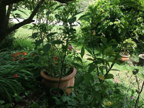 Crossways Country Inn - Tourism Hervey Bay 6