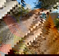 Quirindi Sunflower Motor Inn - Hervey Bay Accommodation