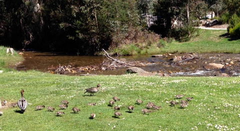 RiverCottage Selfcontained - Tourism Hervey Bay 3