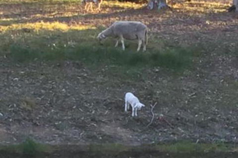 Tree Of Love Farm Stay - Hervey Bay Accommodation 5