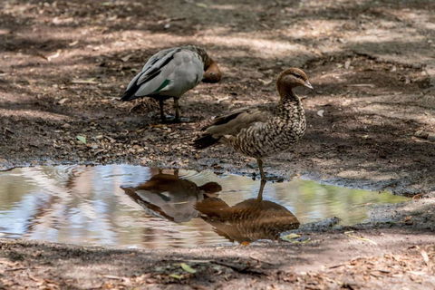 Belair National Park Holiday Park - Hervey Bay Accommodation 6
