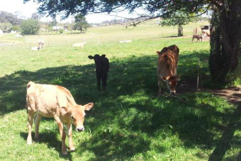 Appin Homestay B & B - Hervey Bay Accommodation 2