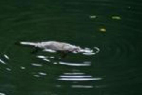 Kaalba - Tourism Hervey Bay 0