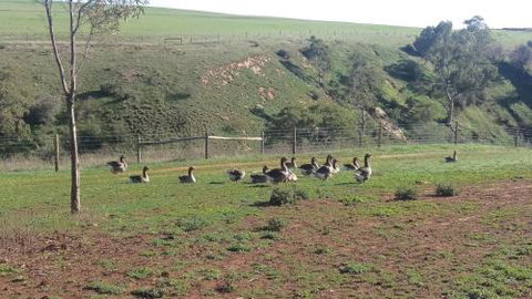 The Cottage At Riverside Farm - Hervey Bay Accommodation 6