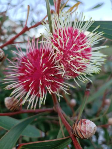 Beaumaris Beach Guest House - Hervey Bay Accommodation 3