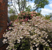 Merrimeet Cottages - Hervey Bay Accommodation