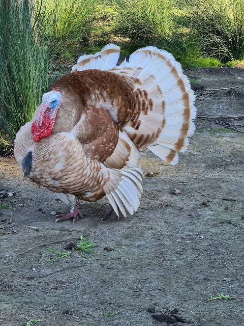 Halls Haven Holiday Units - Tourism Hervey Bay 0