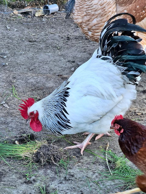 Halls Haven Holiday Units - Tourism Hervey Bay 2