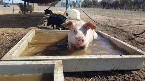 A Better Life Animal Sanctuary FarmStay Private Two Bedrooms Lounge Room & Bathroom & Toilet Shared Kitchen - Hervey Bay Accommodation 2