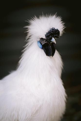 A Better Life Animal Sanctuary FarmStay Private Two Bedrooms Lounge Room & Bathroom & Toilet Shared Kitchen - Hervey Bay Accommodation 6