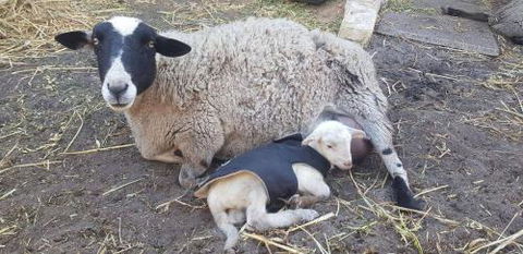 A Better Life Animal Sanctuary FarmStay Private Two Bedrooms Lounge Room & Bathroom & Toilet Shared Kitchen - Hervey Bay Accommodation 1