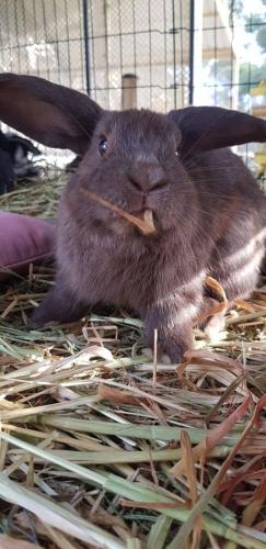 A Better Life Animal Sanctuary FarmStay Private Two Bedrooms Lounge Room & Bathroom & Toilet Shared Kitchen - Hervey Bay Accommodation 5