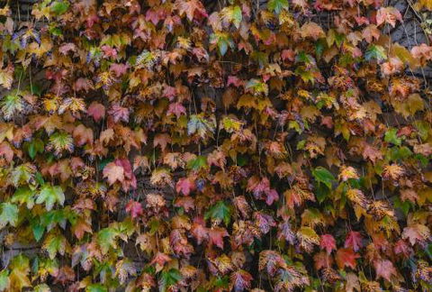 Killiorra - Tourism Hervey Bay 1