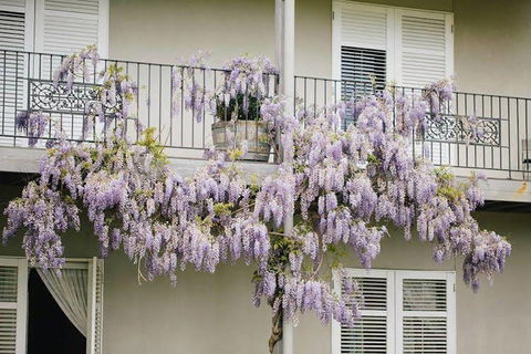 Lindenwarrah At Milawa - Tourism Hervey Bay 4