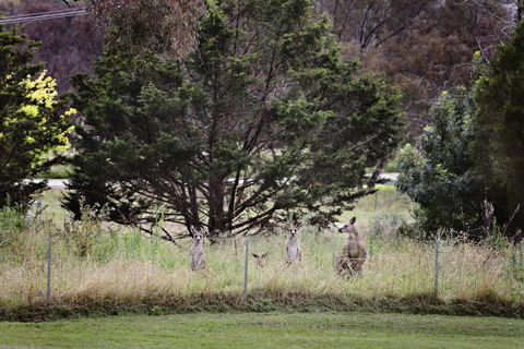 BATHURST GOLDFIELDS MOTEL On MOUNT PANORAMA - Hervey Bay Accommodation 6