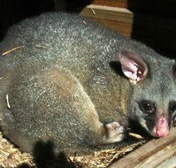 Giba Gunyah Country Cottages - Hervey Bay Accommodation