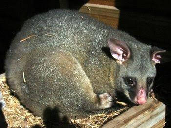 Giba Gunyah Country Cottages - Tourism Hervey Bay 0