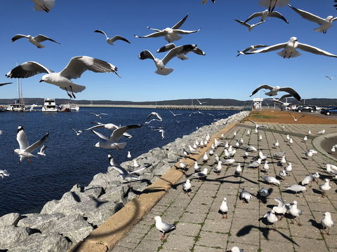 Albany Foreshore Guest House - Tourism Hervey Bay 4