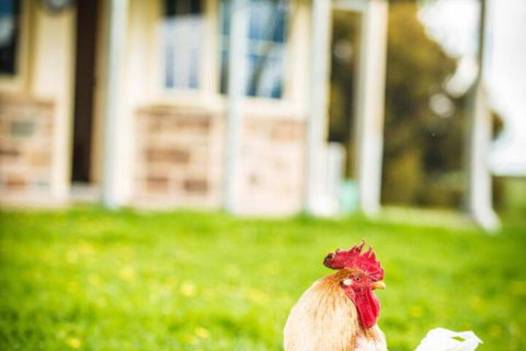 Barossa Vineyard Cottages - Hervey Bay Accommodation 6