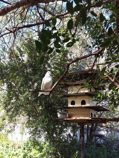 The Dove Cote - Hervey Bay Accommodation 5