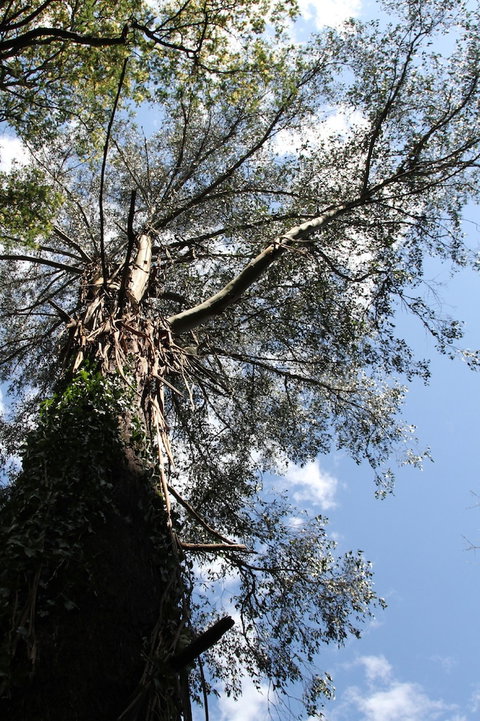 Gatehouse Cottage At Merrow Cottages - Mt Dandenong - Hervey Bay Accommodation 4
