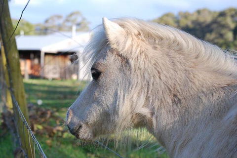 Billa Billa Farm Cottages - Tourism Hervey Bay 3