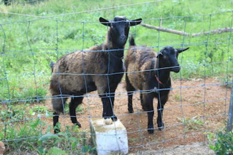 Alstonville Country Cottages - Tourism Hervey Bay 0