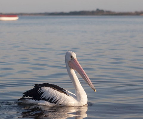 Oak Tree Lodge - Tourism Hervey Bay 1