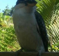 Tropic Oasis Holiday Villas - Hervey Bay Accommodation