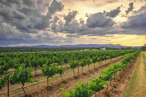 Adina Vineyard - Hervey Bay Accommodation 3