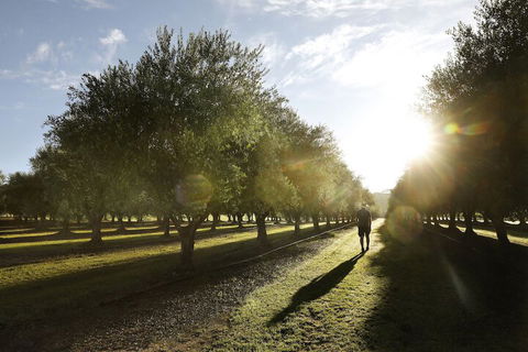 Adina Vineyard - Hervey Bay Accommodation 2