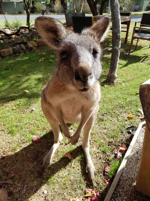 Grampians Eco YHA - Hostel - Tourism Hervey Bay 1