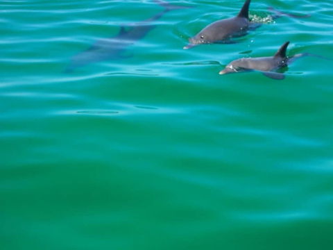 Anchorage Guest House - Tourism Hervey Bay 1