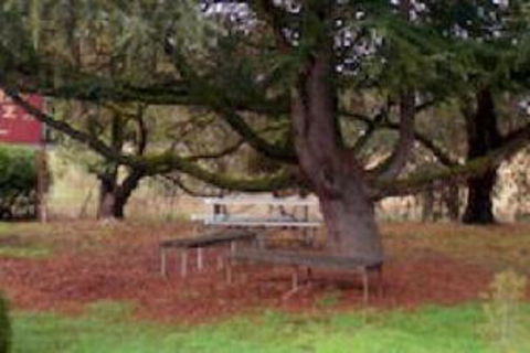 Auburn Shiraz Motel - Hervey Bay Accommodation 0