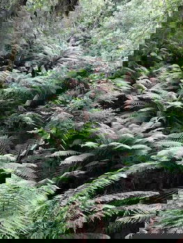 Corinna Wilderness Experience - Tourism Hervey Bay 1