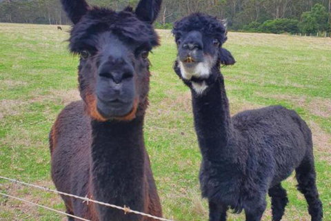 Cinnamon Coloureds Farm Cottages - Hervey Bay Accommodation 6