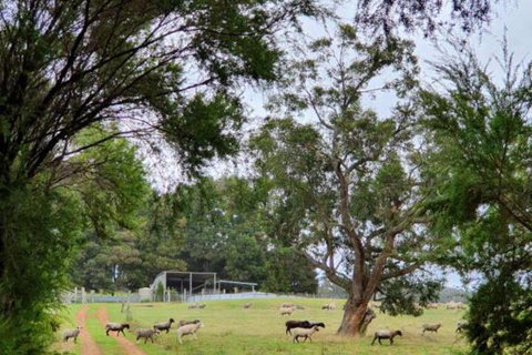 Cinnamon Coloureds Farm Cottages - Hervey Bay Accommodation 7