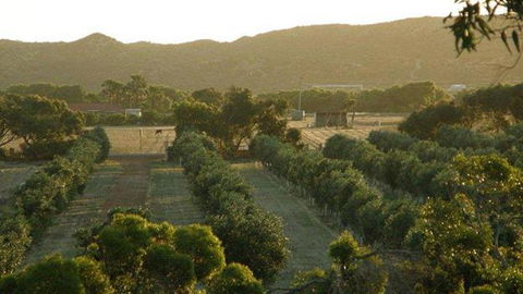 Bentwood Olive Grove Accommodation - Tourism Hervey Bay 4