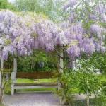 Amelina Cottages - Tourism Hervey Bay 0