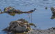 Busselton Marina Bed & Breakfast - thumb 7