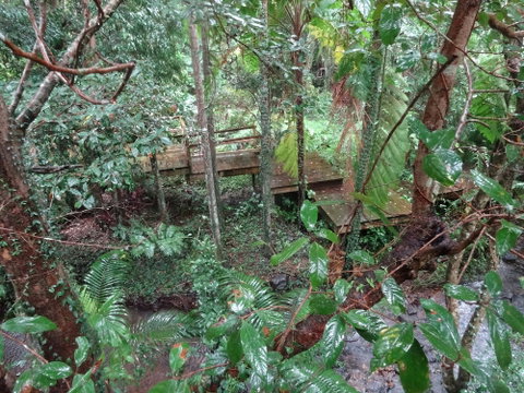 Treetops Accommodation Montville - Hervey Bay Accommodation 5