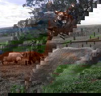 Morella Farm Stay - Hervey Bay Accommodation