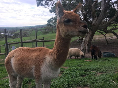 Morella Farm Stay - Hervey Bay Accommodation 0