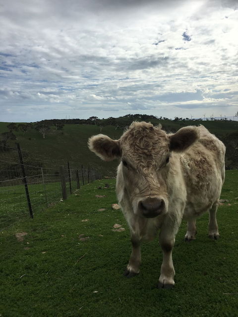 Morella Farm Stay - Hervey Bay Accommodation 1