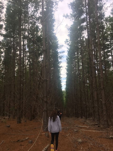 Morella Farm Stay - Hervey Bay Accommodation 6