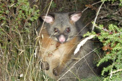 Forest Walks Lodge - Hervey Bay Accommodation 6