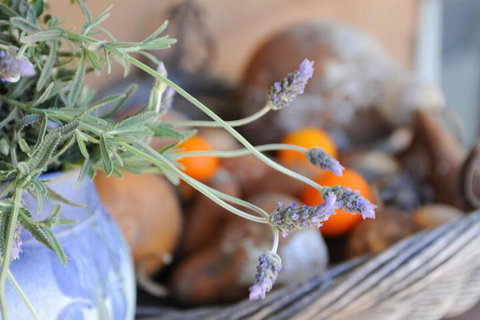 Lavender Farm - Hervey Bay Accommodation 5