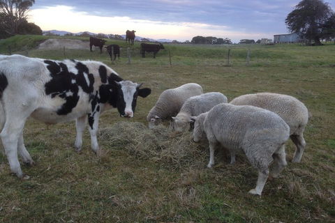 Prom Coast Holiday Lodge - Hervey Bay Accommodation 2