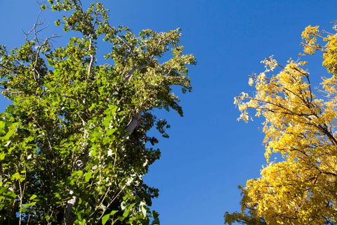 Strayleaves Caravan Park - Hervey Bay Accommodation 4